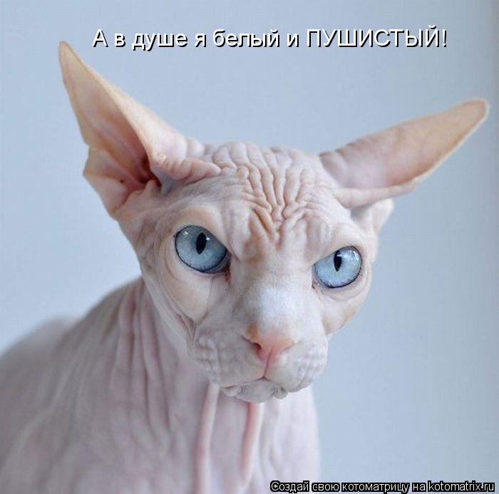 Котоматрица: А в душе я белый и ПУШИСТЫЙ!