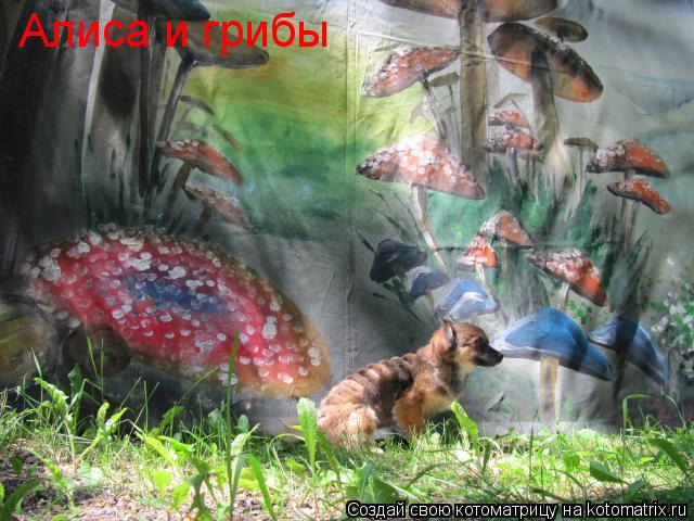 Котоматрица: Алиса и грибы