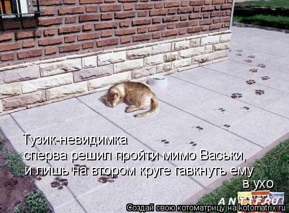 Котоматрица: Тузик-невидимка сперва решил пройти мимо Васьки, и лишь на втором круге гавкнуть ему в ухо