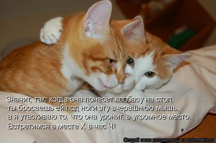 Котоматрица: Значит, так: когда она понесет колбасу на стол, ты бросаешь ей под ноги эту вчерашнюю мышь, а я утаскиваю то, что она уронит, в укромное место. 