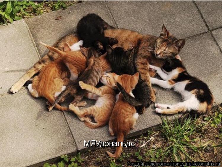 Котоматрица: МЯУдональдс