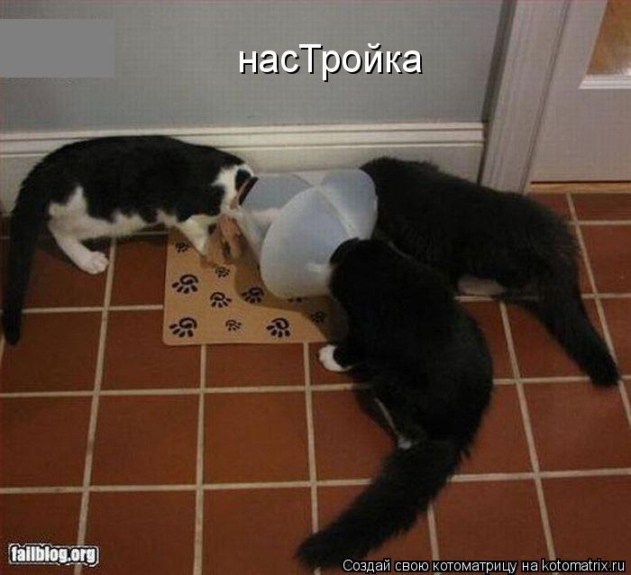 Котоматрица: насТройка