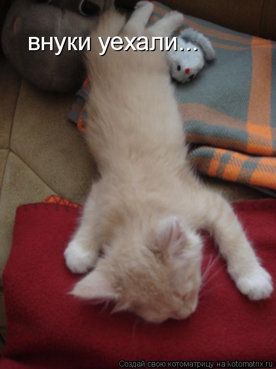 Котоматрица: внуки уехали...
