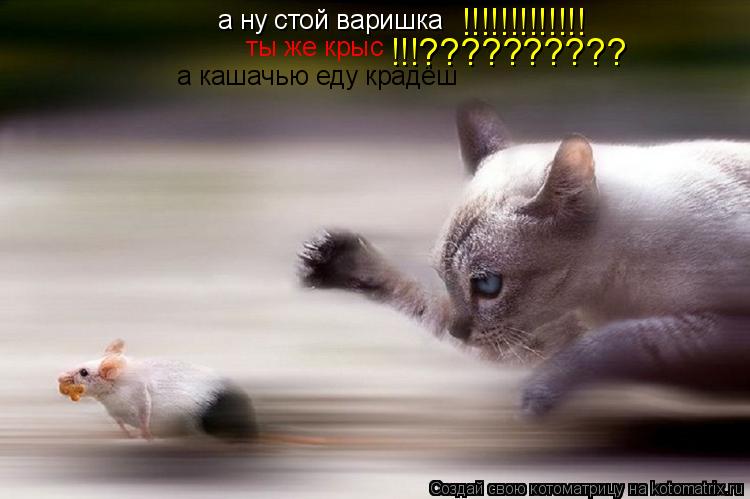 Котоматрица: а ну стой варишка  ты же крыс а кашачью еду крадёш !!!!!!!!!!!!! !!!??????????