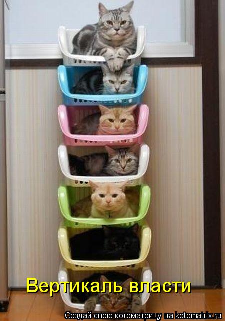 Вертикаль власти... Котоматрица: Вертикаль власти
