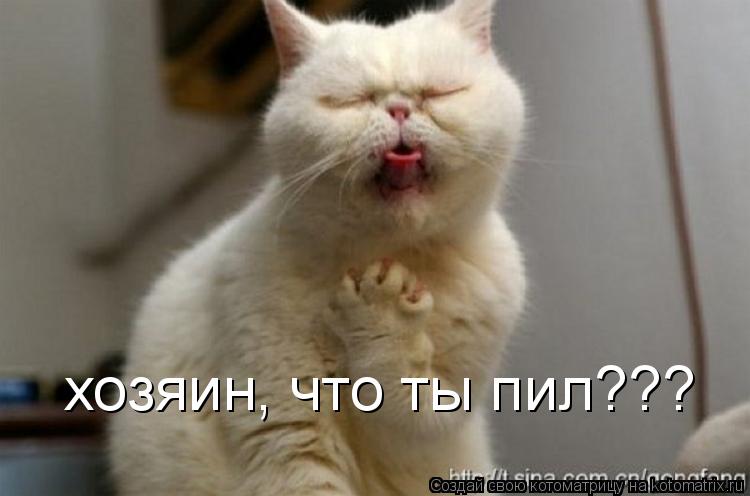 хозяин, что ты пил???... Котоматрица: хозяин, что ты пил???