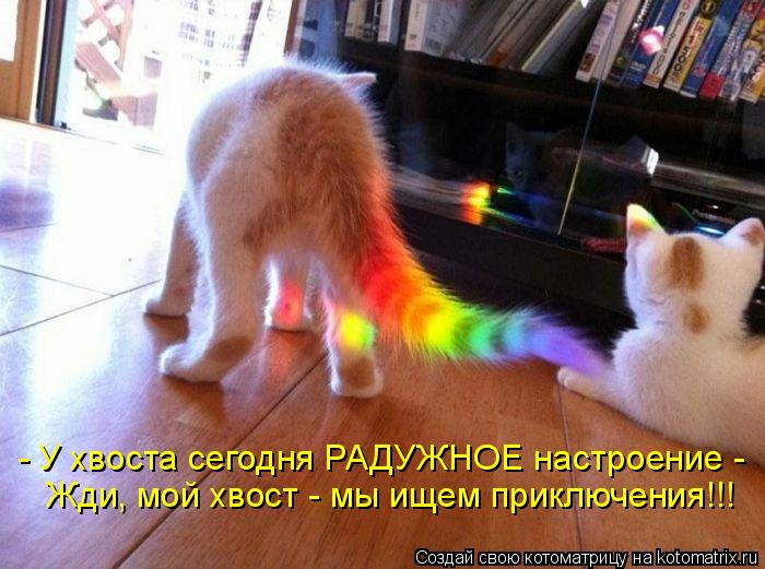 - У хвоста сегодня РАДУЖНОЕ настроение - Жди, мой хвост - мы ищем приключения!!!... Котоматрица: - У хвоста сегодня РАДУЖНОЕ настроение - Жди, мой хвост - мы ищем приключения!!!