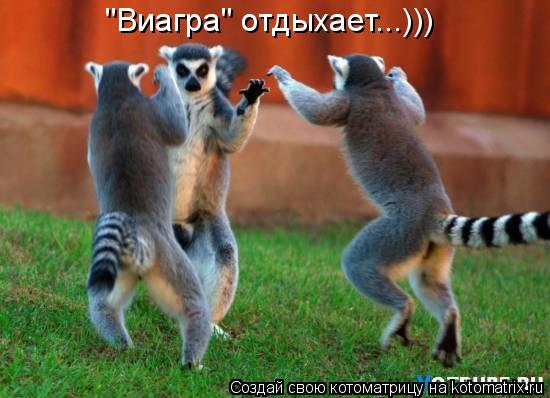 "Виагра" отдыхает...)))... Котоматрица: "Виагра" отдыхает...)))