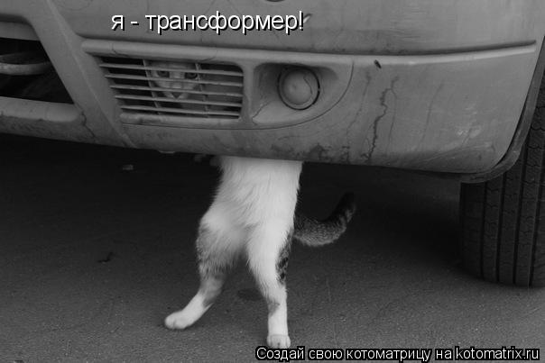я - трансформер!... Котоматрица: я - трансформер!