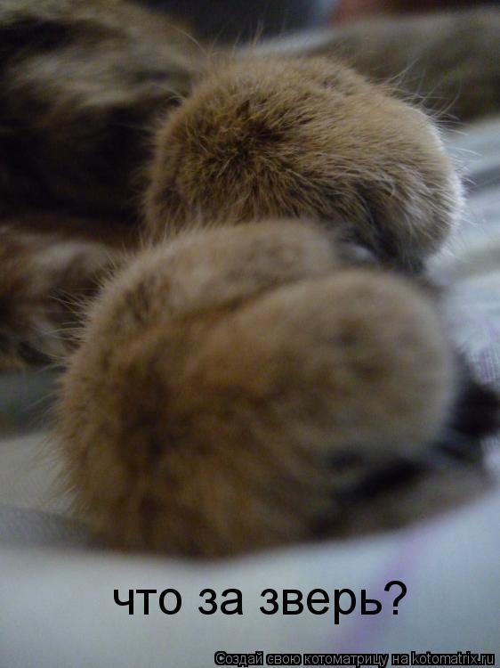 Котоматрица: что за зверь?