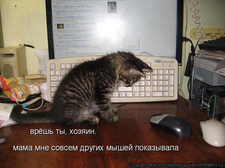 врёшь ты, хозяин. мама мне совсем других мышей показывала... Котоматрица: врёшь ты, хозяин. мама мне совсем других мышей показывала