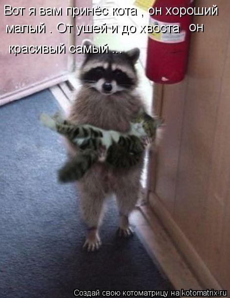 Котоматрица: Вот я вам принёс кота , он хороший малый . От ушей и до хвоста   он  красивый самый ...