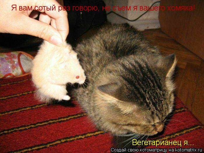 Я вам сотый раз говорю, не съем я вашего хомяка! Вегетарианец я...... Котоматрица: Я вам сотый раз говорю, не съем я вашего хомяка! Вегетарианец я...