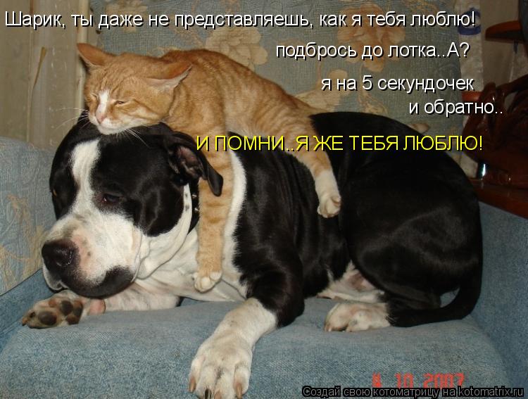 я на 5 секундочек и обратно.. Шарик, ты даже не представляешь, как я тебя люблю! И ПОМНИ..Я ЖЕ ТЕБЯ Л... Котоматрица: я на 5 секундочек и обратно.. Шарик, ты даже не представляешь, как я тебя люблю! И ПОМНИ..Я ЖЕ ТЕБЯ ЛЮБЛЮ! подбрось до лотка..А?