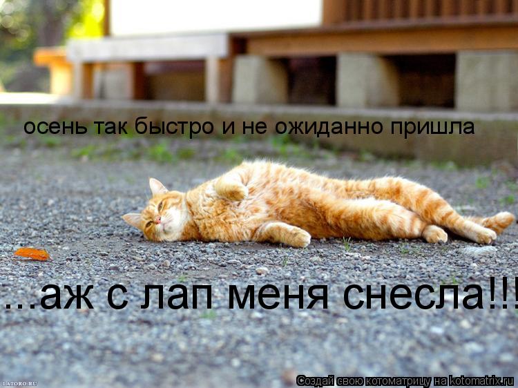 Котоматрица: осень так быстро и не ожиданно пришла ...аж с лап меня снесла!!!