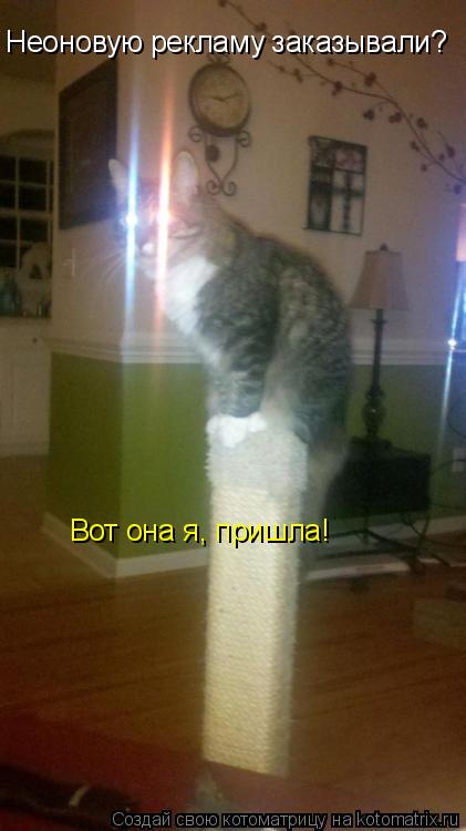 Котоматрица: Неоновую рекламу заказывали? Вот она я, пришла!
