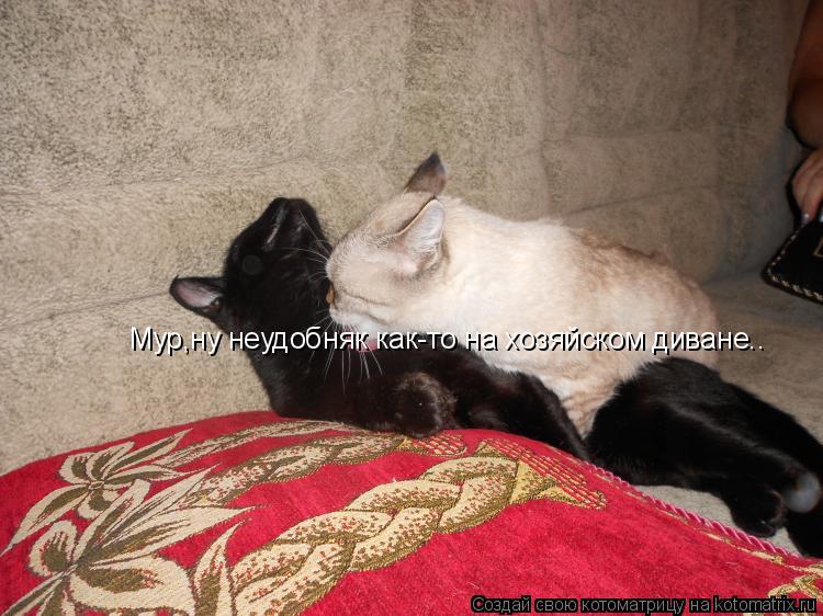 Котоматрица: Мур,ну неудобняк как-то на хозяйском диване..