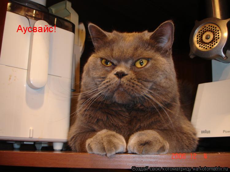 Котоматрица: Аусвайс!