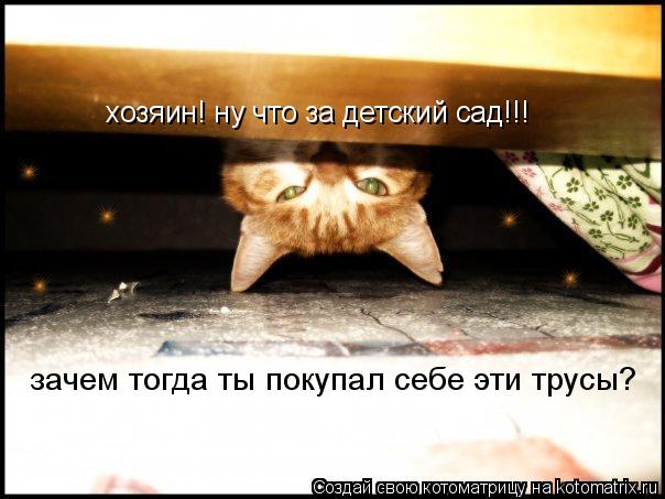 Котоматрица: хозяин! ну что за детский сад!!! зачем тогда ты покупал себе эти трусы?