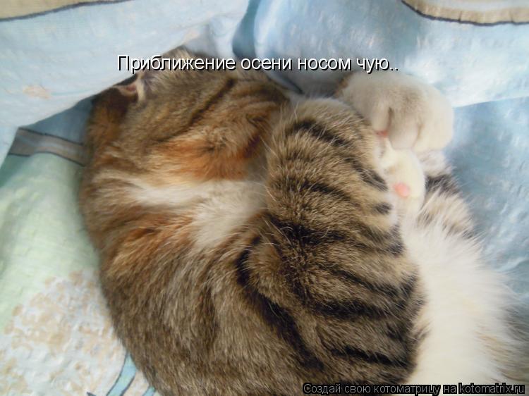 Котоматрица: Приближение осени носом чую..