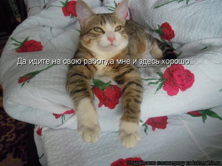 Да идите на свою работу,а мне и здесь хорошо..... Котоматрица: Да идите на свою работу,а мне и здесь хорошо..