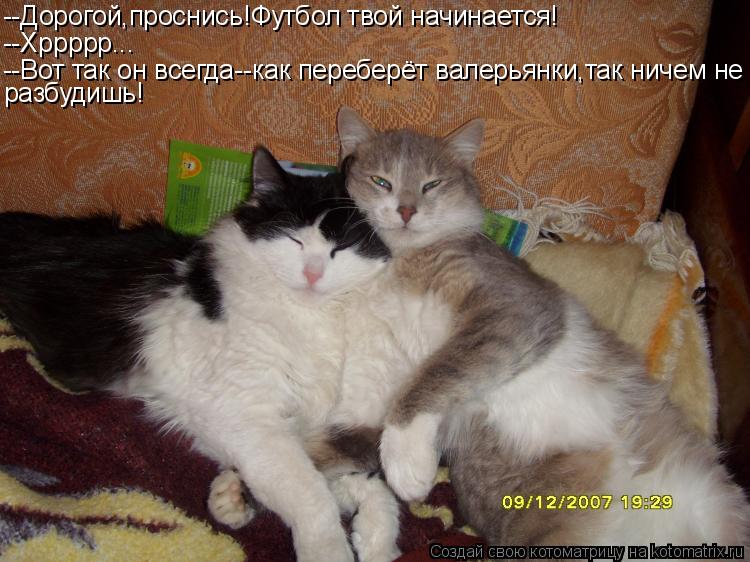 --Дорогой,проснись!Футбол твой начинается! --Хррррр... --Вот так он всегда--как переберёт валерьянки,... Котоматрица: --Дорогой,проснись!Футбол твой начинается! --Хррррр... --Вот так он всегда--как переберёт валерьянки,так ничем не разбудишь!