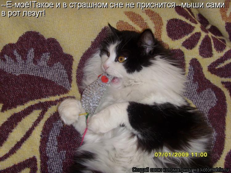 --Е-моё!Такое и в страшном сне не приснится--мыши сами в рот лезут!... Котоматрица: --Е-моё!Такое и в страшном сне не приснится--мыши сами в рот лезут!