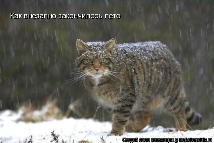 Котоматрица: Как внезапно закончилось лето