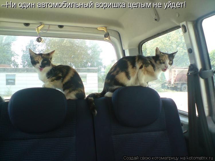 Котоматрица: --Ни один автомобильный воришка целым не уйдёт!