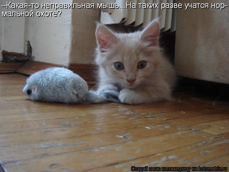 Котоматрица: --Какая-то неправильная мышь...На таких разве учатся нор- мальной охоте?