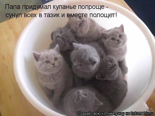 Котоматрица: Папа придумал купанье попроще -  сунул всех в тазик и вместе полощет!