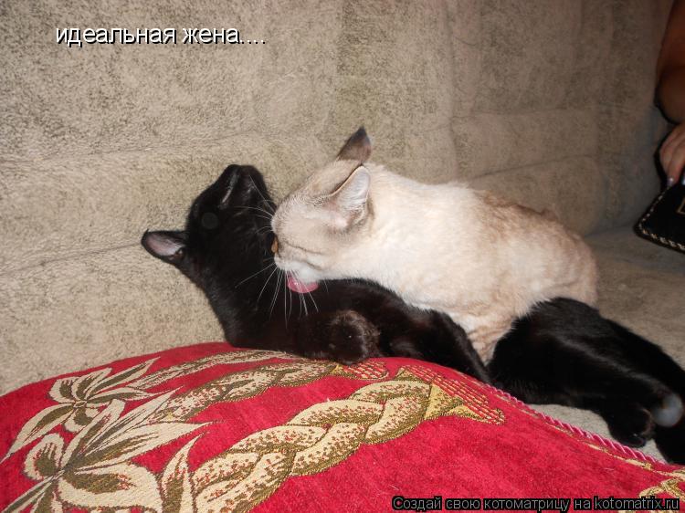 Котоматрица: идеальная жена....