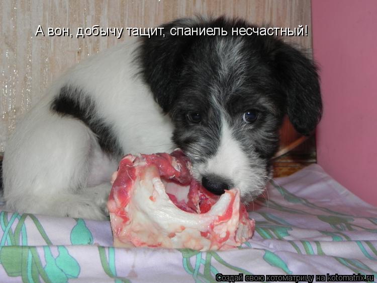 Котоматрица: А вон, добычу тащит, спаниель несчастный!