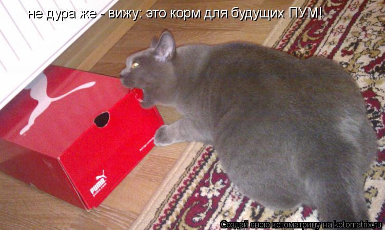 Котоматрица: не дура же - вижу: это корм для будущих ПУМ!
