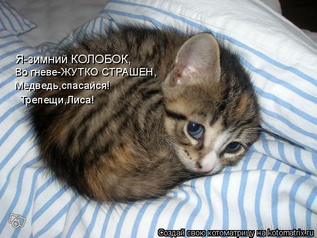 Котоматрица: Я-зимний КОЛОБОК, Во гневе-ЖУТКО СТРАШЕН, Медведь,спасайся! Трепещи,Лиса!