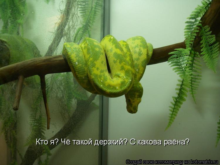 Котоматрица: Кто я? Чё такой дерзкий? С какова раёна?