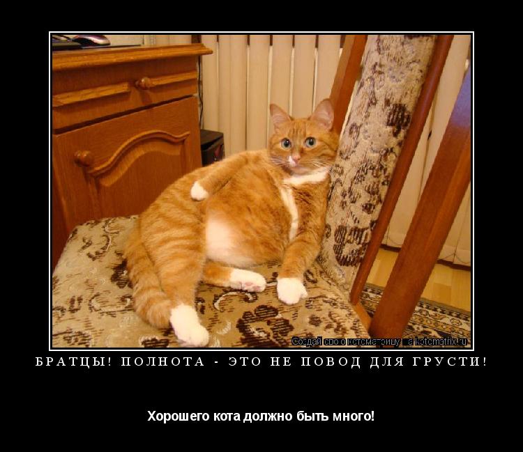 Братцы! Полнота - это не повод для грусти! Хорошего кота должно быть много!... Котоматрица: Братцы! Полнота - это не повод для грусти! Хорошего кота должно быть много!