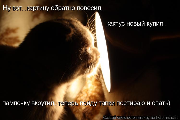 Котоматрица: Ну вот...картину обратно повесил, кактус новый купил.. лампочку вкрутил..теперь пойду тапки постираю и спать)