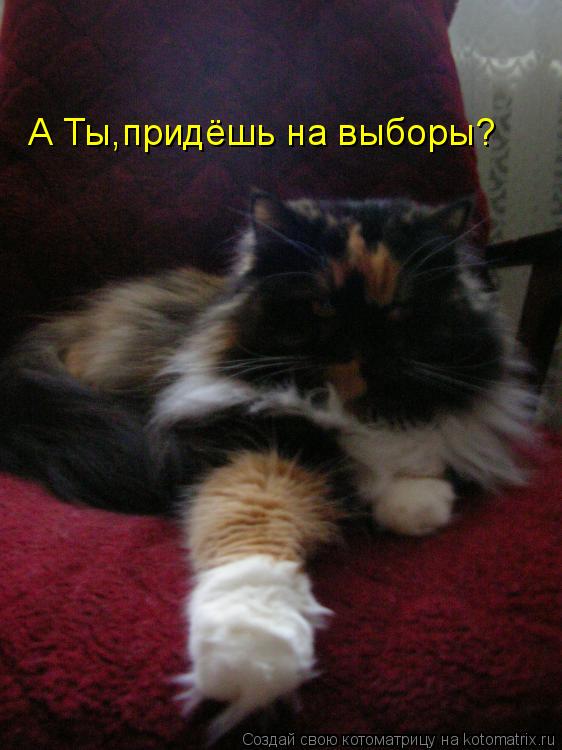 Котоматрица: А Ты,придёшь на выборы?