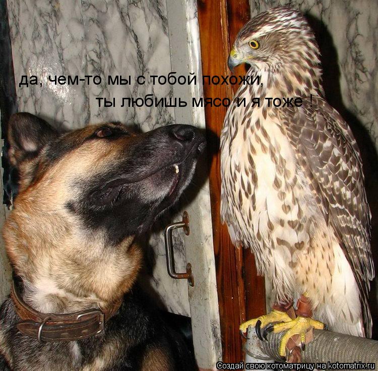 Котоматрица: да, чем-то мы с тобой похожи, ты любишь мясо и я тоже !