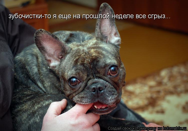 Котоматрица: зубочистки-то я еще на прошлой неделе все сгрыз...