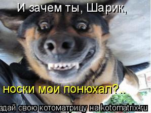 И зачем ты, Шарик, носки мои понюхал?..... Котоматрица: И зачем ты, Шарик, носки мои понюхал?..