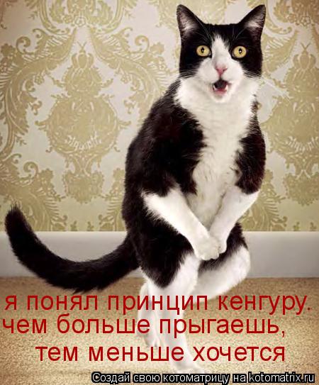 я понял принцип кенгуру. чем больше прыгаешь, тем меньше хочется... Котоматрица: я понял принцип кенгуру. чем больше прыгаешь, тем меньше хочется