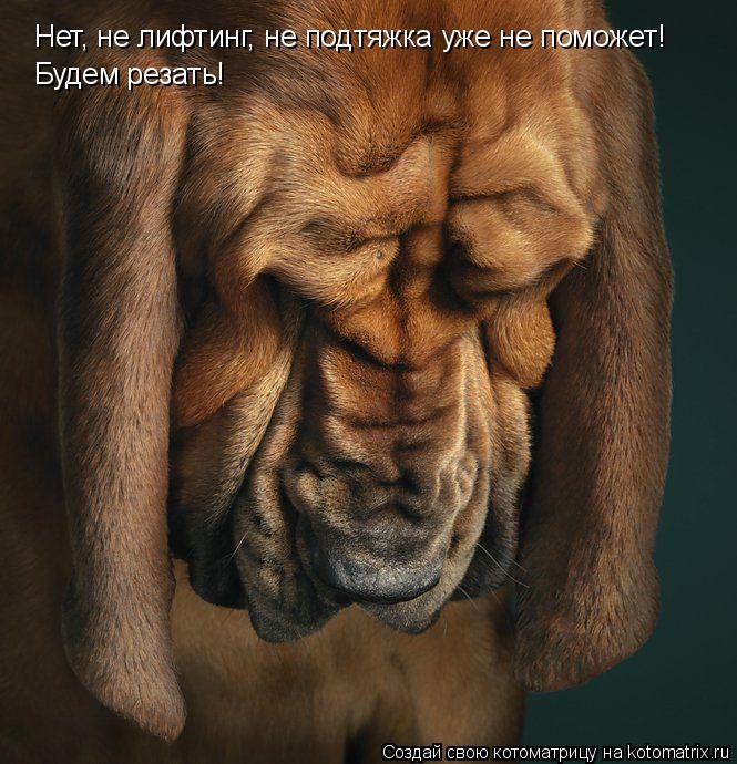 Котоматрица: Нет, не лифтинг, не подтяжка уже не поможет!  Будем резать!