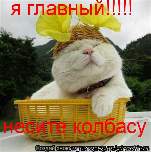 Котоматрица: я главный!!!!! несите колбасу