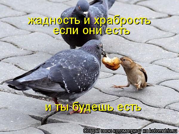 Котоматрица: жадность и храбрость если они есть и ты будешь есть