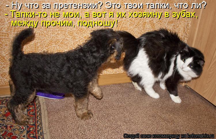 - Ну что за претензии? Это твои тапки, что ли? между прочим, подношу! - Тапки-то не мои, а вот я их х... Котоматрица: - Ну что за претензии? Это твои тапки, что ли? между прочим, подношу! - Тапки-то не мои, а вот я их хозяину в зубах,