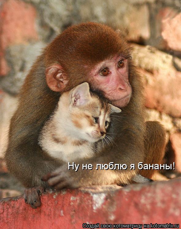 Ну не люблю я бананы!... Котоматрица: Ну не люблю я бананы!