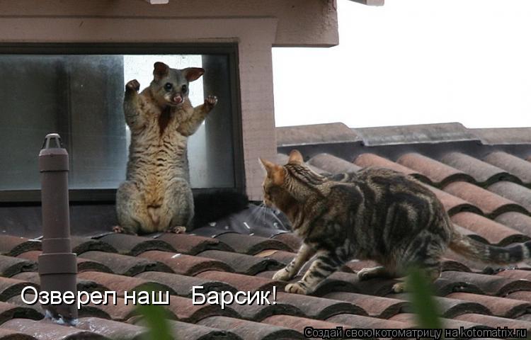 Озверел наш Барсик!... Котоматрица: Озверел наш Барсик!