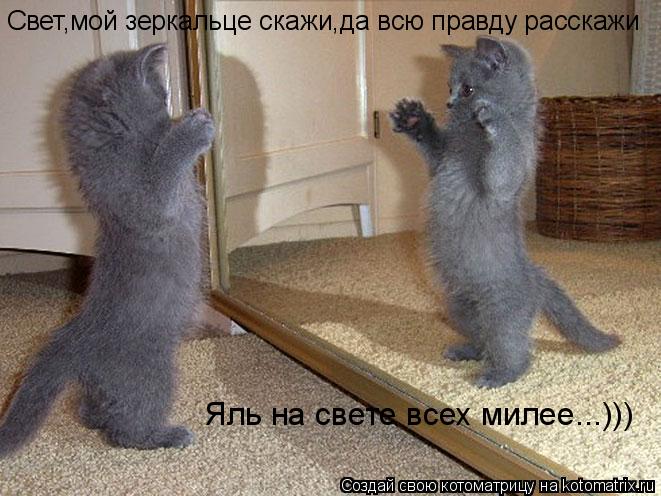 Свет,мой зеркальце скажи,да всю правду расскажи Яль на свете всех милее...)))... Котоматрица: Свет,мой зеркальце скажи,да всю правду расскажи Яль на свете всех милее...)))